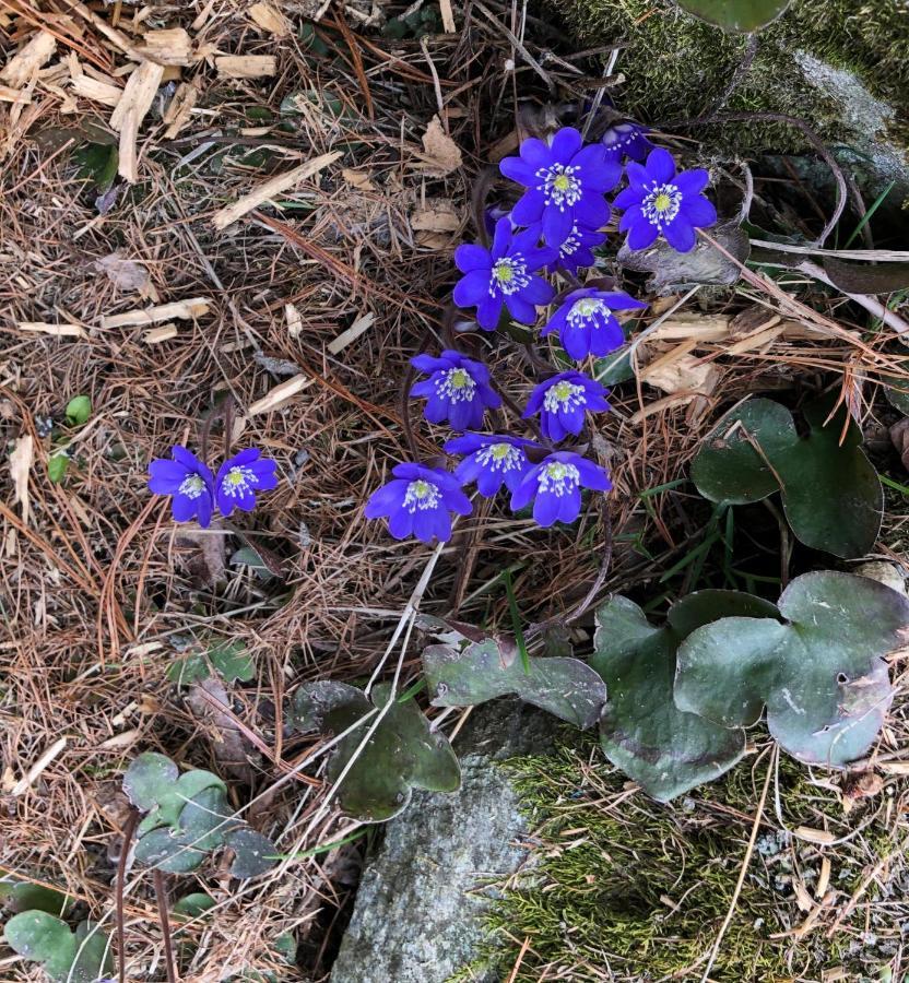 Appartamento Haus Les Mélèzes Zermatt Esterno foto